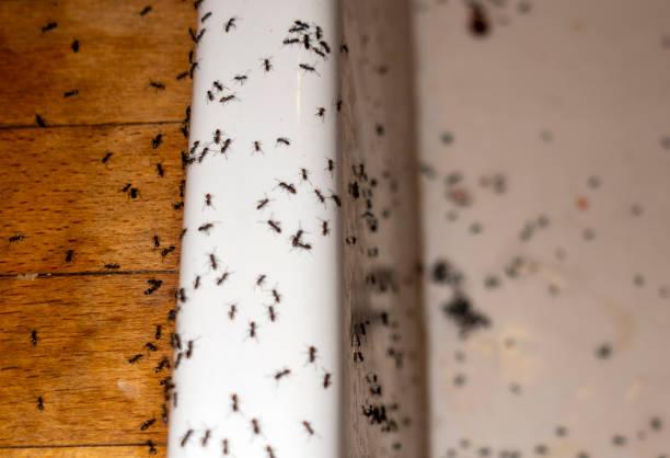 Best Wasp Removal Services  in Point Marion, PA